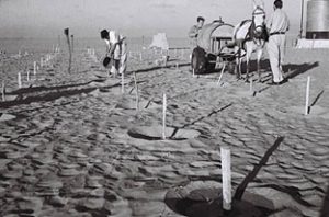 Kibbutzniks planting trees at Kibbutz Beeri in the Negev Desert, 1947