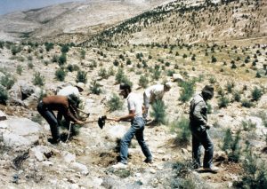 Planting trees on Israel's desert hills