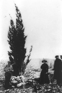 Theodor Herzl planted a cypress tree, 1898. Photo 'Trees for the Holy Land'.